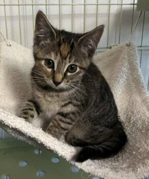 Rescue Tabby Cats for Adoption in Waxahachie, Texas - Gemma | PetCurious