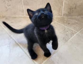 PORTIA -  Domestic Short Hair Cat for Adoption in Colorado Springs, Colorado - PORTIA | PetCurious