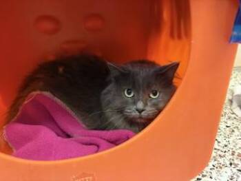 Cece -  Domestic Long Hair and Domestic Short Hair Cat for Adoption in Golden Valley, Minnesota - Cece | PetCurious