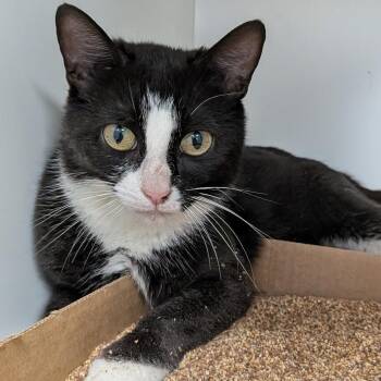 Keebler -  Domestic Short Hair Cat for Adoption in Jeffersonville, Indiana - Keebler | PetCurious