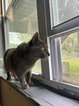 Huntix -  Domestic Short Hair Cat for Adoption in Minneapolis, Minnesota - Huntix | PetCurious