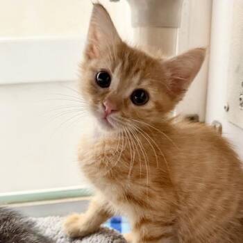 Escher -  Domestic Short Hair Cat for Adoption in Los Angeles, California - Escher | PetCurious