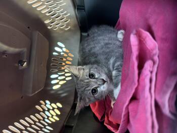 Oscar -  Domestic Short Hair Cat for Adoption in Oceanside, California - Oscar | PetCurious