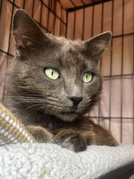 Hades -  Nebelung Cat for Adoption in Los Angeles, California - Hades | PetCurious