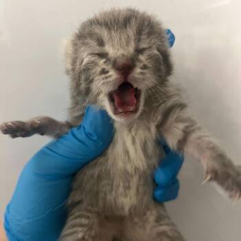 Princess Pea -  Domestic Short Hair Cat for Adoption in Leander, Texas - Princess Pea | PetCurious