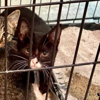 Dessert -  Domestic Short Hair Cat for Adoption in Greensboro, North Carolina - Dessert | PetCurious