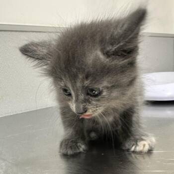 Domestic Short Hair Cats Available for Adoption - Yaya | PetCurious