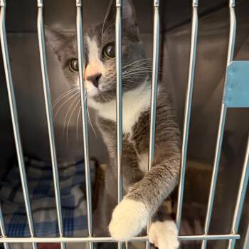 Domestic Short Hair Cats Available for Adoption in Troy, Virginia - Snuggles | PetCurious