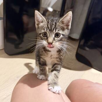Shaun -  Domestic Short Hair Cat for Adoption - Shaun | PetCurious