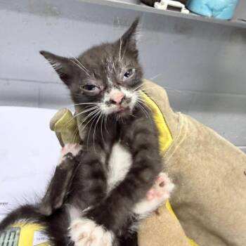 Jalapeno -  Domestic Short Hair Cat for Adoption in Summerville, South Carolina - Jalapeno | PetCurious