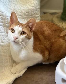 Chessy -Golden-Eyed Beauty -  Domestic Short Hair Cat for Adoption in Lemoyne, Pennsylvania - Chessy -Golden-Eyed Beauty | PetCurious