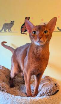 Abyssinian Cats Available for Adoption - RUDY | PetCurious