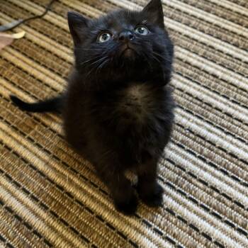 Rescue Domestic Short Hair Cats for Adoption in Seneca, South Carolina - Maple | PetCurious