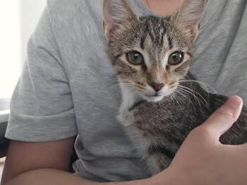 Freida -  Domestic Short Hair Cat for Adoption in Clarksville, Tennessee - Freida | PetCurious