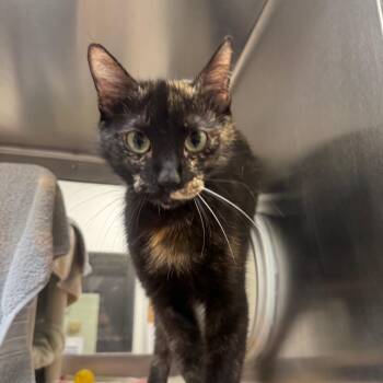 Scandalous -  Domestic Short Hair Cat for Adoption in York, Pennsylvania - Scandalous | PetCurious