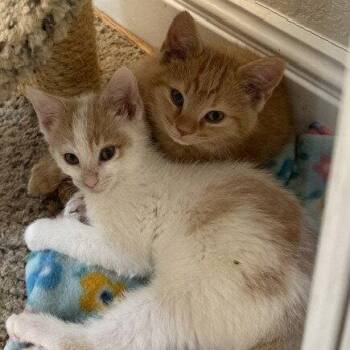 Domestic Short Hair Cats Available for Adoption in Candler, North Carolina - Tuckaseegee | PetCurious