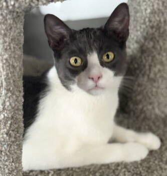 Rescue Domestic Short Hair Cats for Adoption in Seal Beach, California - Stormy | PetCurious
