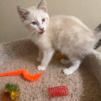 Oracle -  Domestic Short Hair Cat for Adoption in Houston, Texas - Oracle | PetCurious