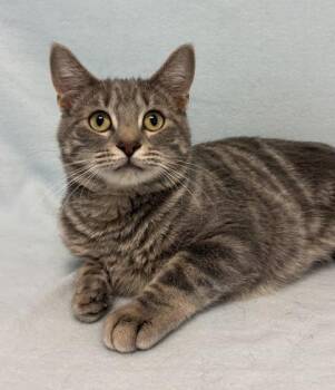 Rescue Domestic Short Hair Cats for Adoption in Buffalo, Minnesota - Gemma | PetCurious