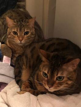 Sloane & Nora -  Bengal Cat for Adoption in Los Angeles, California - Sloane & Nora | PetCurious