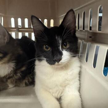 Maple -  Domestic Short Hair Cat for Adoption in Dickinson, Texas - Maple | PetCurious