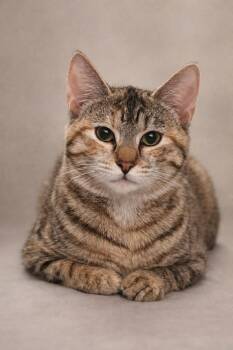 Tabby Cats Available for Adoption - Vega | PetCurious