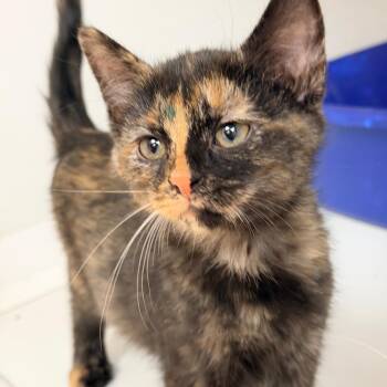 Domestic Short Hair Cats Available for Adoption in Champaign, Illinois - Glass Frog | PetCurious