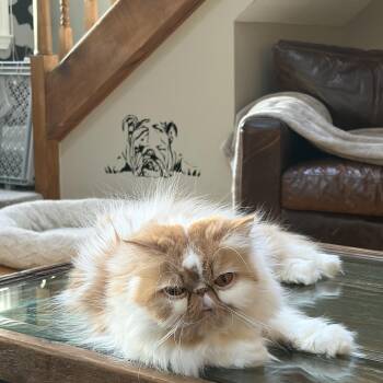 Chanel -  Persian Cat for Adoption in Palmetto Bay, Florida - Chanel | PetCurious