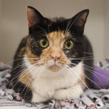Mima -  Domestic Short Hair Cat for Adoption in Champaign, Illinois - Mima | PetCurious