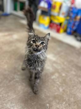 Rescue Domestic Short Hair Cats for Adoption in Minot, North Dakota - Cinderella | PetCurious