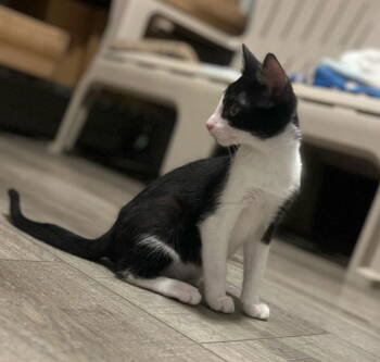 Rescue Domestic Short Hair Cats for Adoption in Castro Valley, California - Goofy (& Pooh Bear) | PetCurious