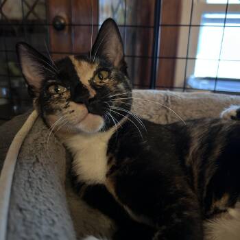 Rescue Domestic Short Hair Cats for Adoption in Cleveland, Ohio - Rolo | PetCurious