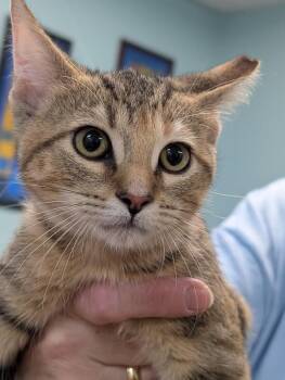 Milly -  Domestic Short Hair Cat for Adoption in Adrian, Michigan - Milly | PetCurious