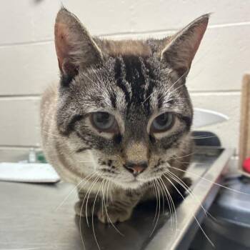 Silver (mcas) -  Siamese Cat for Adoption in Troutdale, Oregon - Silver (mcas) | PetCurious