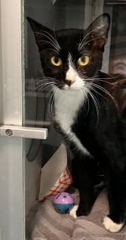 Charlie -  Domestic Short Hair Cat for Adoption in Stratham, New Hampshire - Charlie | PetCurious