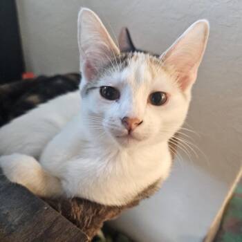 Joyce -  Domestic Short Hair Cat for Adoption in Bulverde, Texas - Joyce | PetCurious