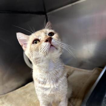 Domestic Short Hair Cats Available for Adoption in Austin, Texas - Citra | PetCurious