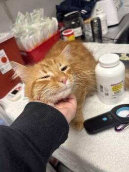 See Saw -  Domestic Medium Hair and Domestic Short Hair Cat for Adoption in West Chester, Pennsylvania - See Saw | PetCurious