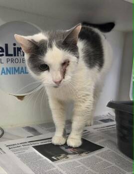 Domestic Short Hair Cats Available for Adoption - Tater | PetCurious