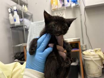 Domestic Short Hair Cats Available for Adoption in Kent, Washington - BAI | PetCurious