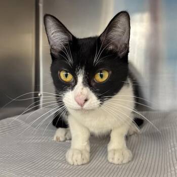 Domestic Short Hair Cats Available for Adoption - MOOKIE | PetCurious