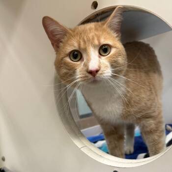 Domestic Short Hair Cats Available for Adoption in Cheyenne, Wyoming - Mars | PetCurious