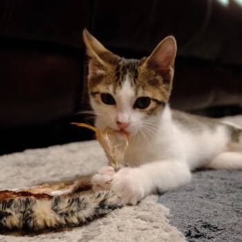 Aria Rayne -  Domestic Short Hair Cat for Adoption in Springfield, Missouri - Aria Rayne | PetCurious