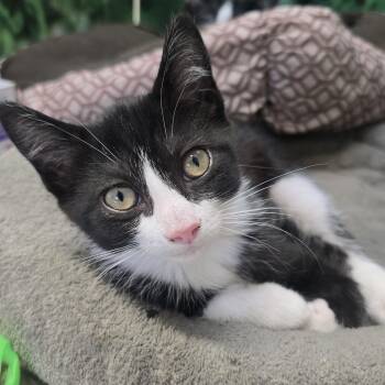 Domestic Short Hair Cats Available for Adoption in Nashville, Tennessee - Penguin | PetCurious