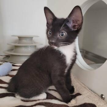 Domestic Short Hair Cats Available for Adoption in Phoenix, Arizona - Coney | PetCurious