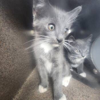 Drew -  Domestic Short Hair Cat for Adoption in Birmingham, Alabama - Drew | PetCurious