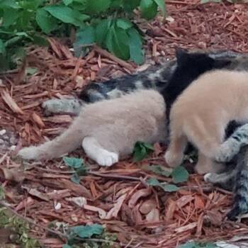 Rhodes -  Domestic Short Hair Cat for Adoption in West Palm Beach, Florida - Rhodes | PetCurious