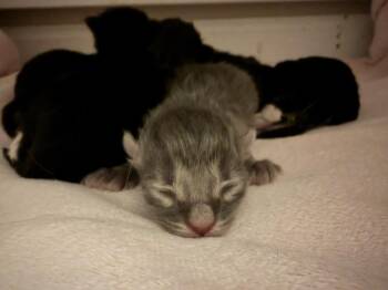 Poems -  Domestic Long Hair Cat for Adoption in Topeka, Kansas - Poems | PetCurious