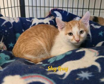Shy Guy -  Domestic Short Hair Cat for Adoption in Cedar Rapids, Iowa - Shy Guy | PetCurious