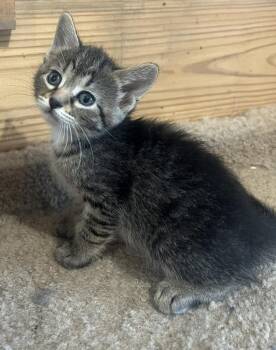 Lavender -  Domestic Short Hair Cat for Adoption in St. Cloud, Minnesota - Lavender | PetCurious